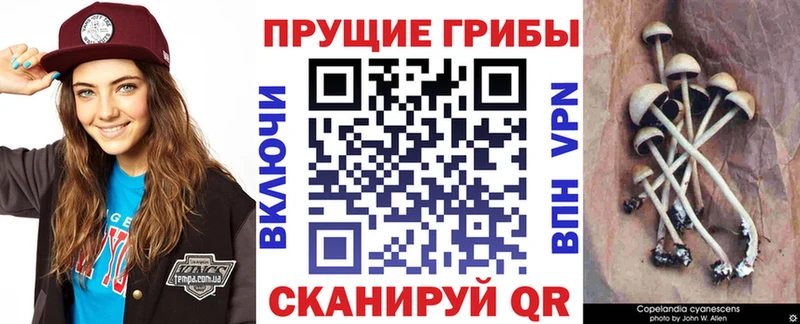 Галлюциногенные грибы Psilocybe Ветлуга